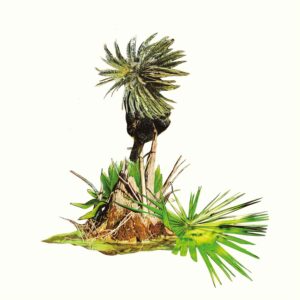 Lagoss – Música para Plátanos